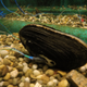 Image for article titled A Fitbit for Mussels, Not Muscles